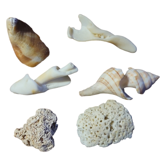 Seashells From South Padre Island Mixed Whole & Interesting Pieces. - Picture 6 of 10